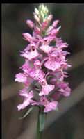 Orchis de mai.