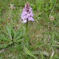 Orchis tacheté.
