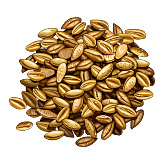 Orge. Dessin grains.