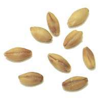 Orge. Grains.