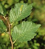 Ormes. Feuille orme champêtre.