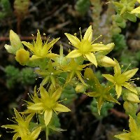 Orpin âcre. Fleurs.