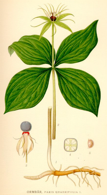 Parisette à quatre feuilles. Parisette à quatre feuilles.