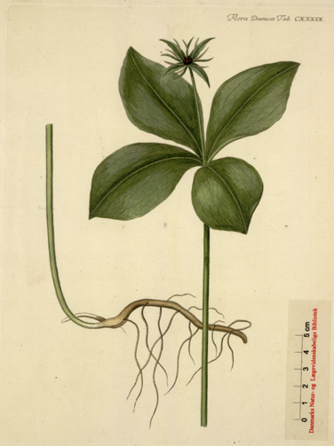 Parisette à quatre feuilles.