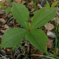Parisette à quatre feuilles.