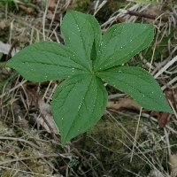Parisette à quatre feuilles.