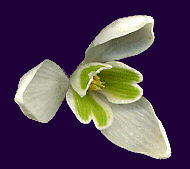 Perce-neige, fleur.
