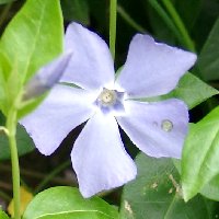 Pervenche mineure. Fleur.