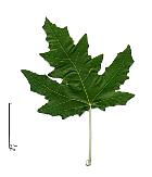 Peuplier blanc. Feuille.