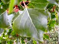 Peuplier d'Italie. Feuille.
