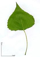 Peuplier noir. Feuille.