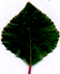 Peuplier noir. Feuille.