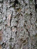 Pin sylvestre. Ecorce jeune.