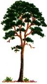 Pin sylvestre. Port.