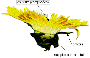 Pissenlit dent-de-lion. coupe du capitule.