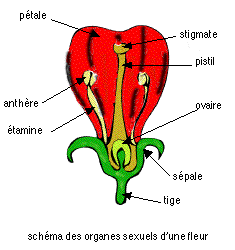 Pissenlit dent-de-lion. coupe de la fleur.