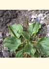 Plantain majeur.