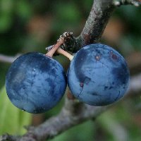Drupes de prunellier
