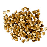 Renouée sarrasin. Dessin grains.