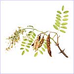 Robinier faux-acacia, dessin de la feuille et du fruit.