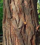 Robinier faux-acacia, ecorce.