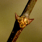 Robinier faux-acacia, stipule transformée en épine.