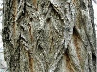 Robinier faux-acacia, ecorce.