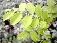 Robinier faux-acacia, rameau.