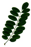 Robinier faux-acacia, feuille.