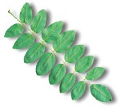 Robinier faux-acacia, feuille.