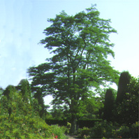 Robinier faux-acacia, silhouette.
