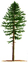 Sapin pectiné. Sapin pectiné.