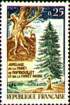 Sapin pectiné. Timbre.