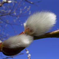 Saule marsault. Eclosion de fleurs males.