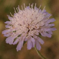 Scabieuse colombaire. Fleur.