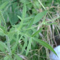 Scabieuse colombaire. Feuille.