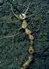 Sceau de salomon odorant. Rhizome.