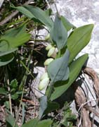 Sceau de salomon odorant.