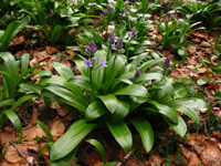 Scille lis-jacinthe.