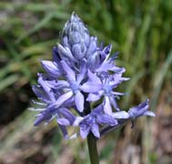 Scille lis-jacinthe.