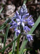 Scille lis-jacinthe.