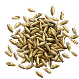 Seigle. Dessin grains.