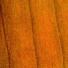 Sequoia. Bois.
