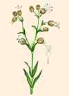 Silene enfle.
