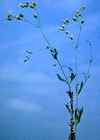Silene enfle.