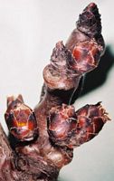 Abricotier commun. Bourgeons. Cliquer pour agrandir l'image.