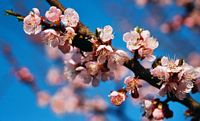 Abricotier commun. Fleurs. Cliquer pour agrandir l'image.