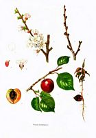Abricotier commun. Planche d'identification. Cliquer pour agrandir l'image.