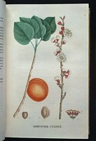 Abricotier commun. Planche d'identification Saint-hilaire. Cliquer pour agrandir l'image.