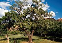 Abricotier commun. Arbres. Cliquer pour agrandir l'image.